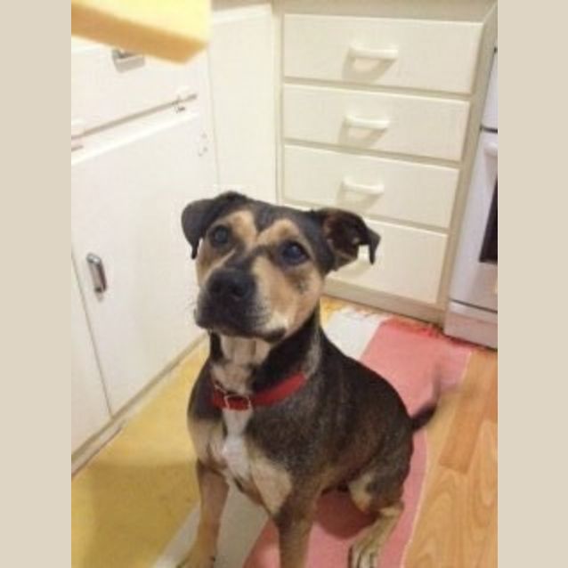 Photo of Captain Just A Great Dog!!!!