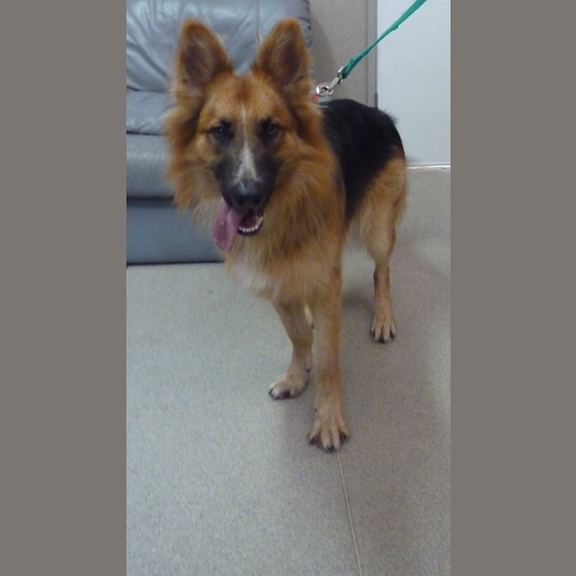 Photo of Prince Has Found His Forever Home