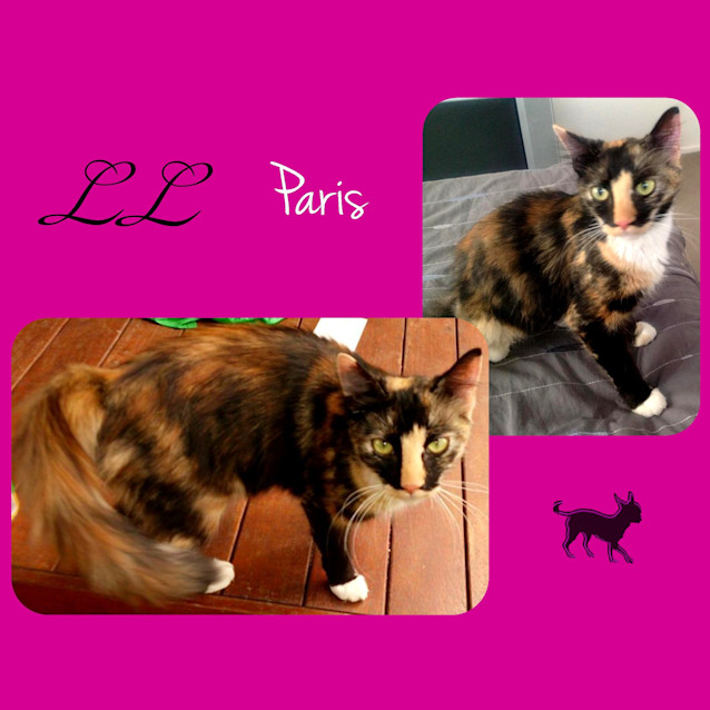 Photo of Paris 