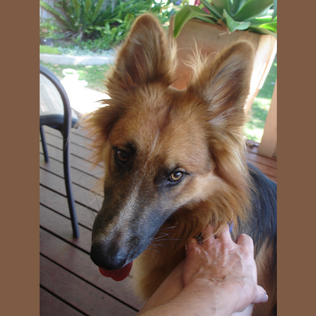 Photo of Prince Has Found His Forever Home