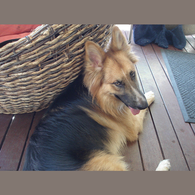 Photo of Prince Has Found His Forever Home