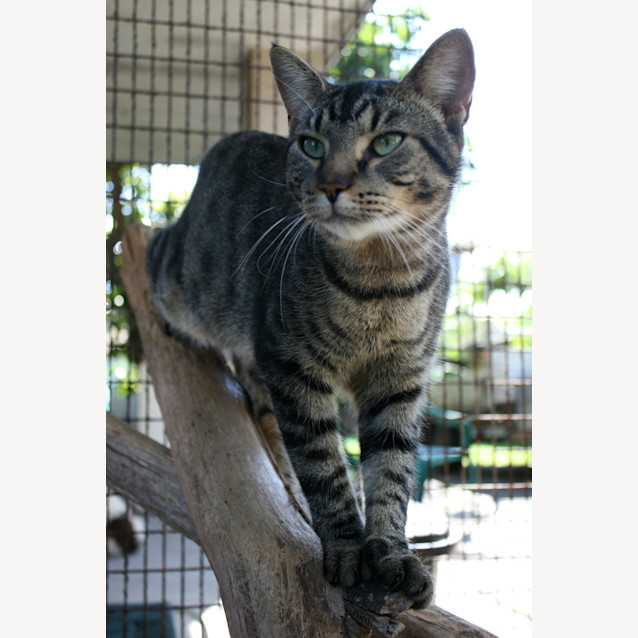 Photo of Barnabus