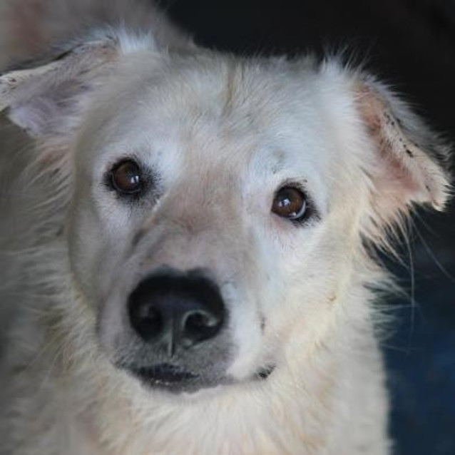 Photo of Snowy