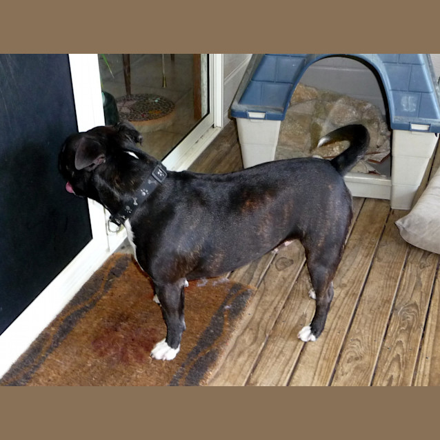 Photo of Dozer #1503