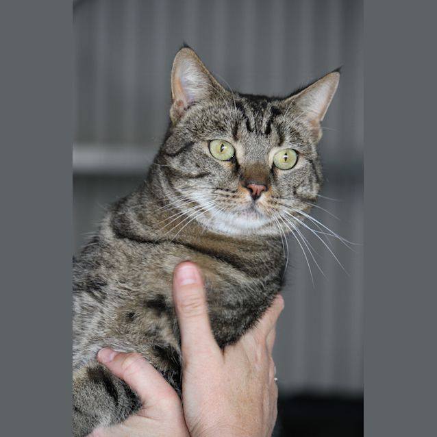 Photo of Chairman Meow