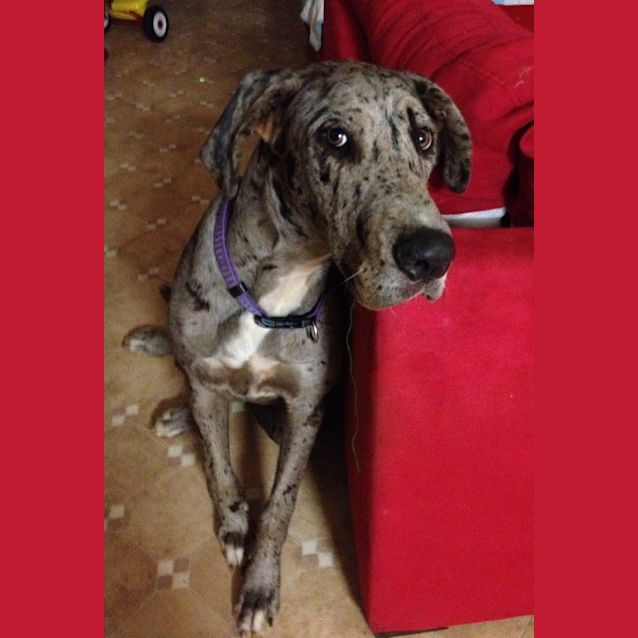 Photo of Bella   On Trial