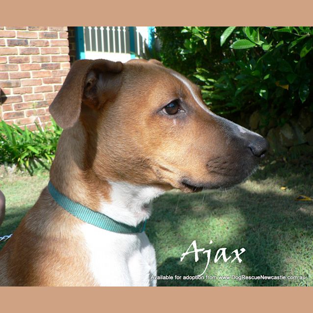 Photo of Ajax(2) (On Trial 6/4/13)
