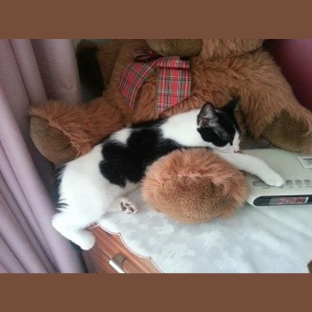 Photo of Splodge  **Adoption Day 14/04/13**