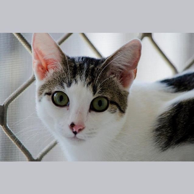 Photo of Tippy