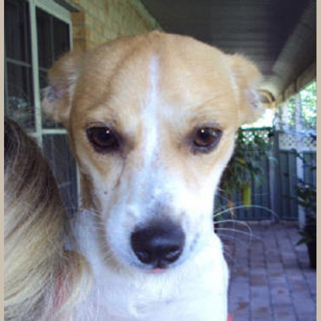 Photo of Toffee