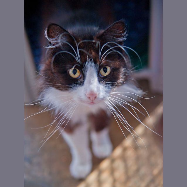 Photo of Milky Id12881 Eyebrows Like John Howard