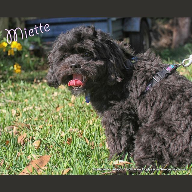 Photo of Miette (On Trial 7/4/13)