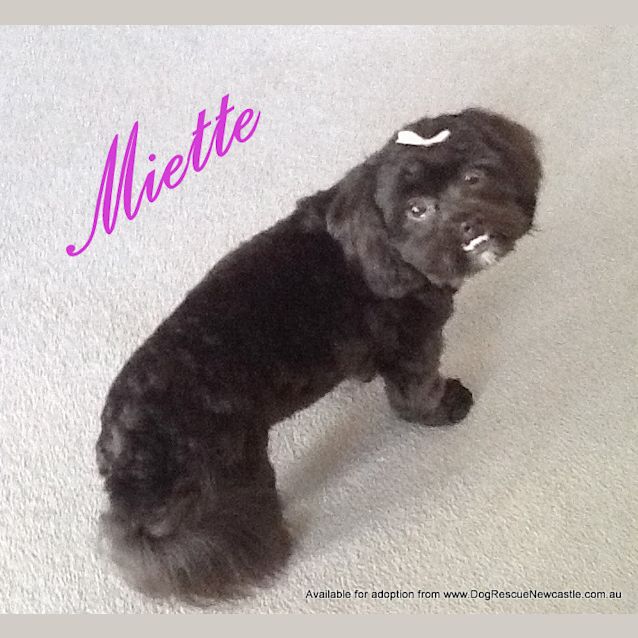 Photo of Miette (On Trial 7/4/13)
