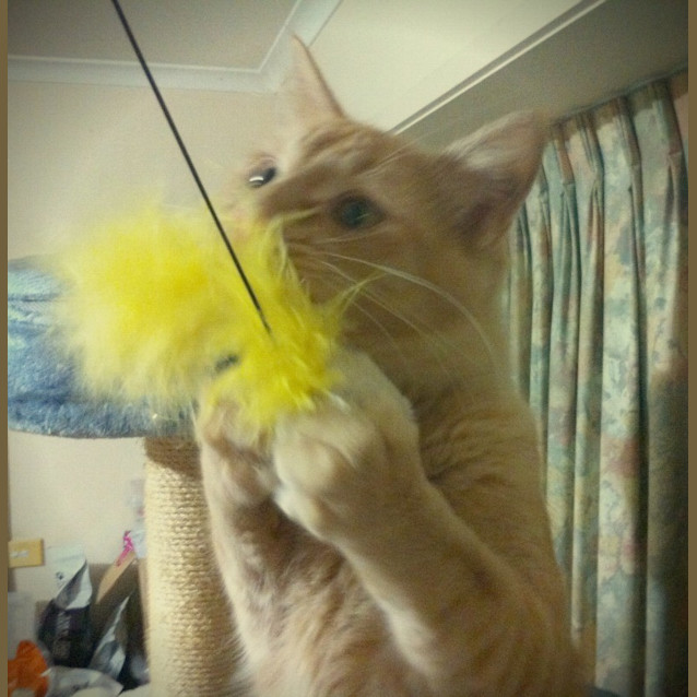 Photo of Gingerbread