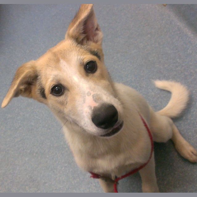 Photo of Pippa