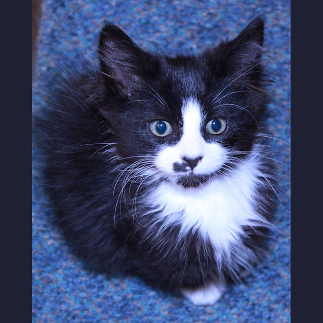 Photo of Gizmo  **Adoption Day Sun 14/04/13**