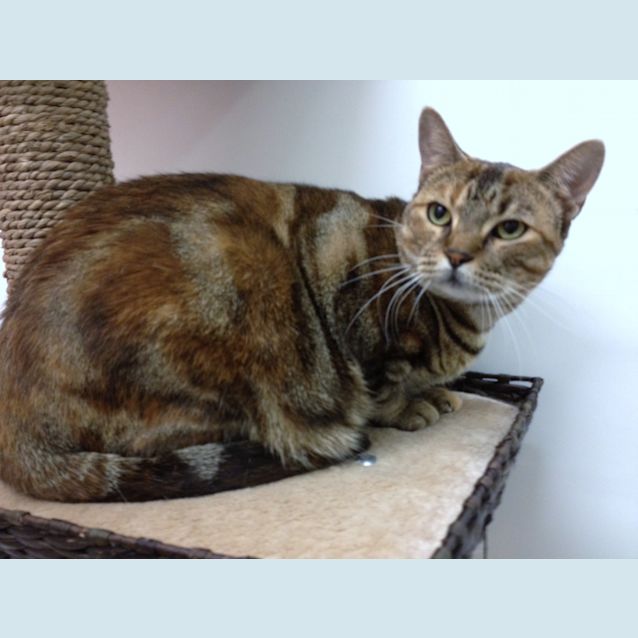 Photo of Wiskey (Pets Domain)