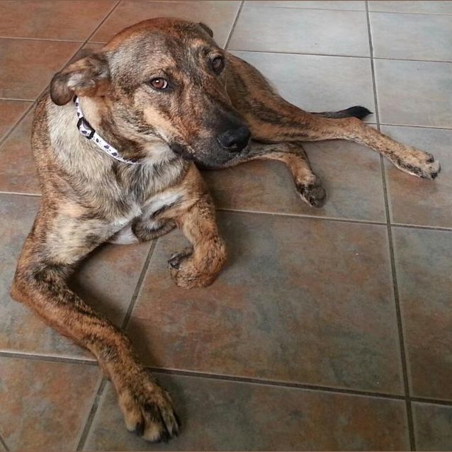 Photo of Sheba