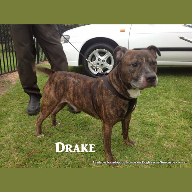 Photo of Drake (Adopted 18/4/13)