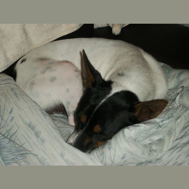 Photo of Dexter(on Trial 22/4)