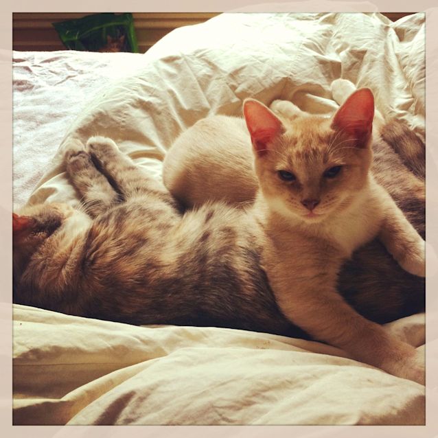 Photo of Pippin   Stunning Looking