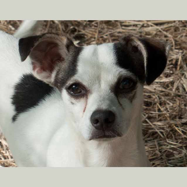 Photo of Jock