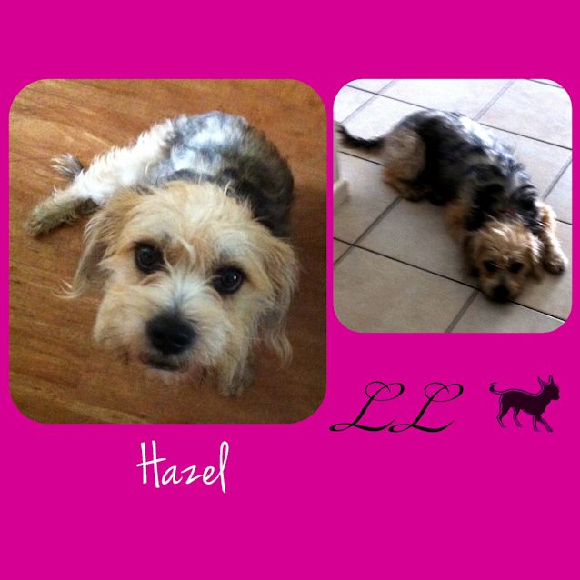 Photo of Hazel