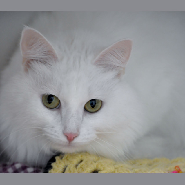 Photo of Opal