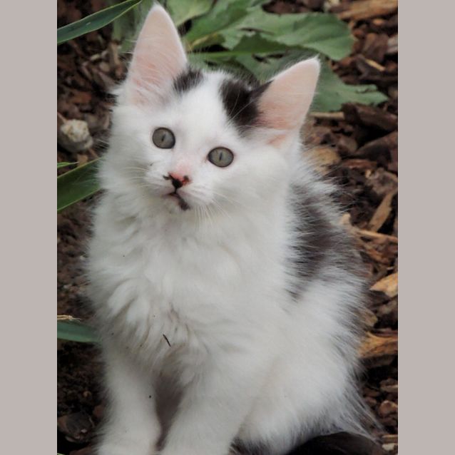 Photo of Wolfie 