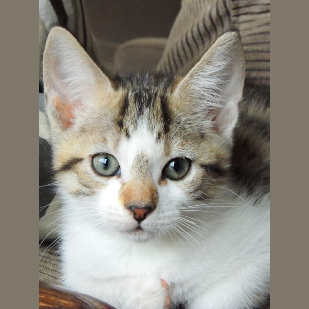 Photo of Bee (Ready By 14th April)