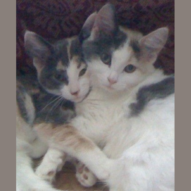 Photo of Paris And Delilah (Princess Sisters)