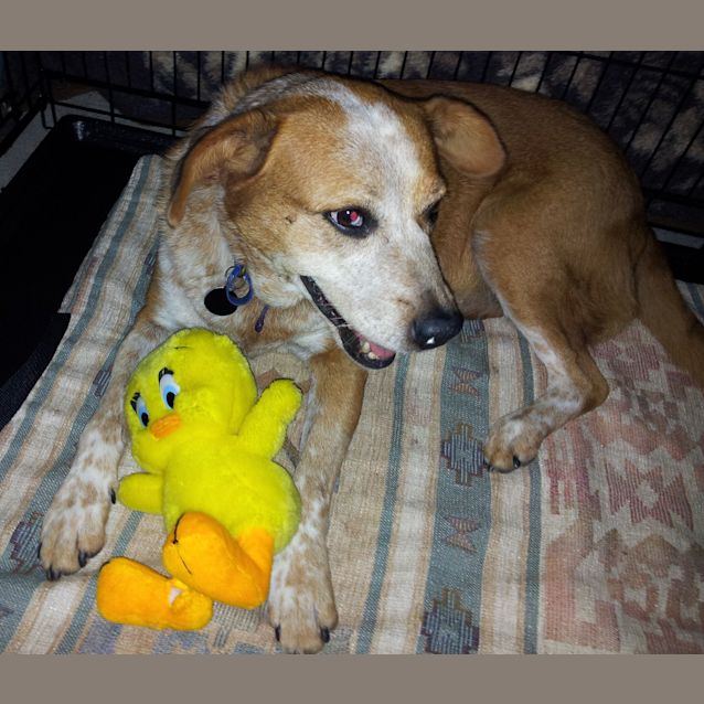 Photo of Tilly (On Trial 25/5/13)