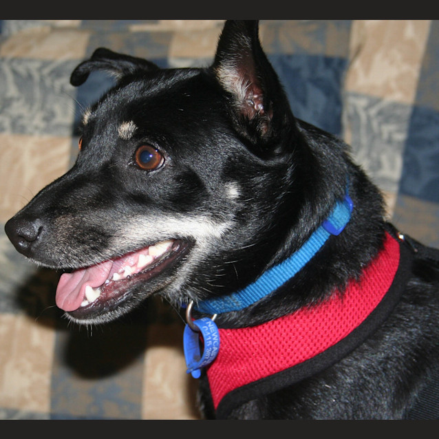Photo of Jacko (On Trial 5/5/13)