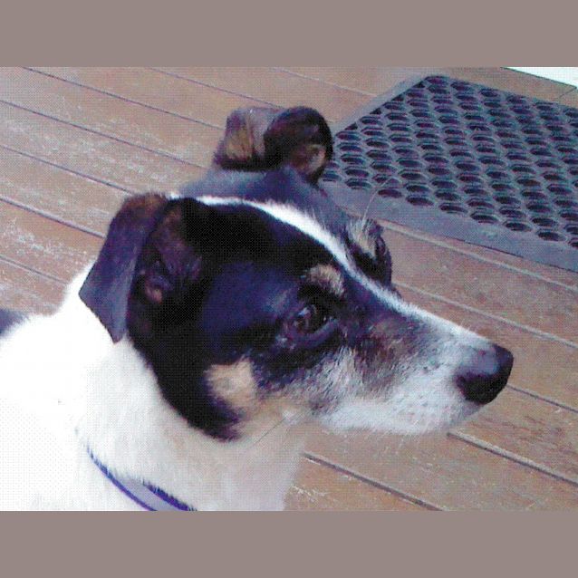 Photo of Sparky