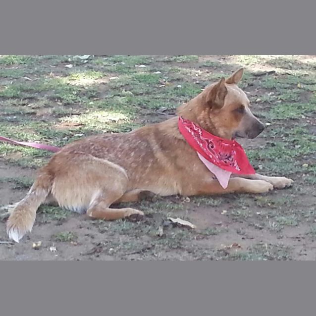 Photo of Jacko The Red Heeler 