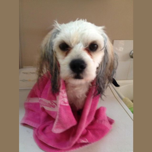 Photo of Sooti The Cutie 