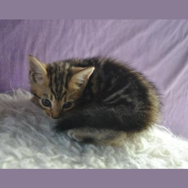 Photo of Xena