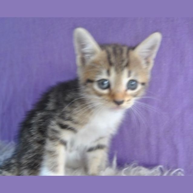 Photo of Dulcie