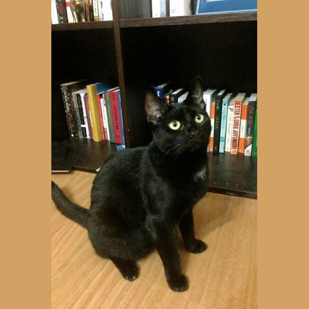 Photo of Cleo