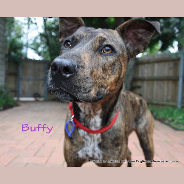 Photo of Buffy (Adopted Mid May 2013)