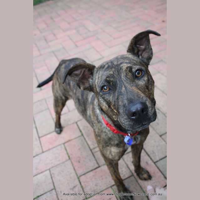 Photo of Buffy (Adopted Mid May 2013)