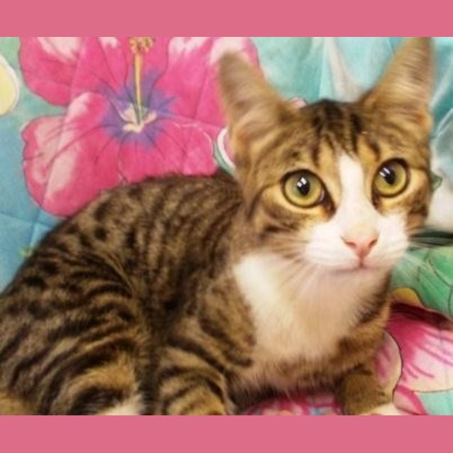 Photo of Romeo