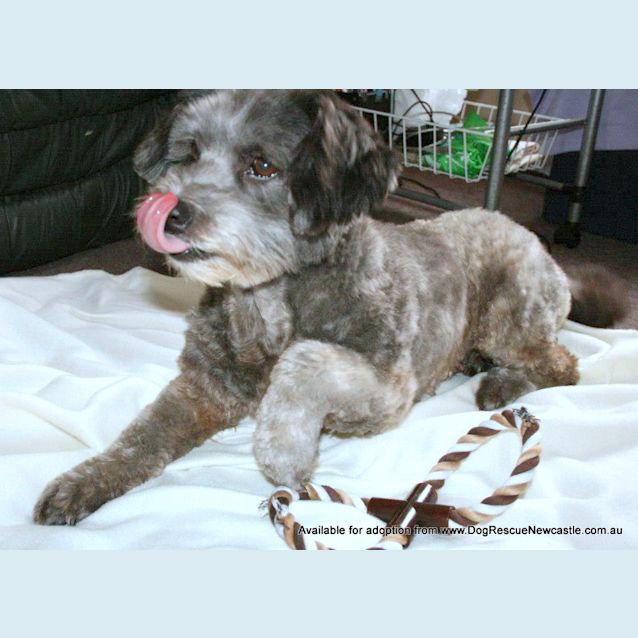 Photo of Polo (On Trial 21/4/13)