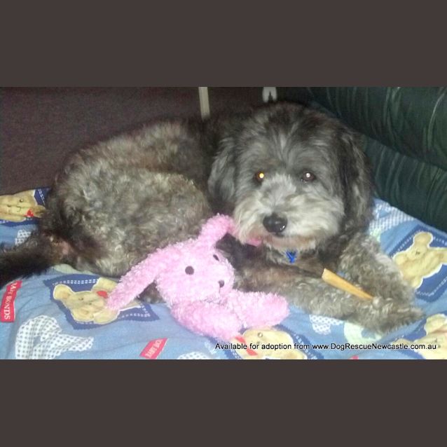 Photo of Polo (On Trial 21/4/13)