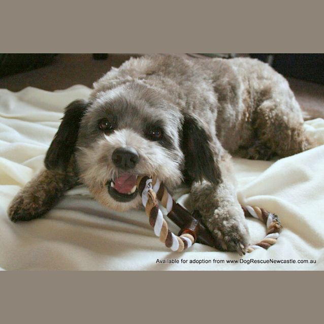 Photo of Polo (On Trial 21/4/13)