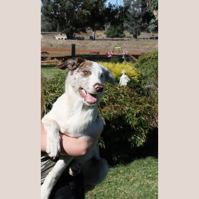 Photo of Dice Truly Remarkable Pup! Foster Needed