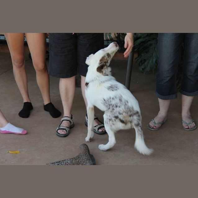 Photo of Dice Truly Remarkable Pup! Foster Needed