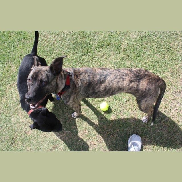 Photo of Delilah (Adopted 30/11/13)