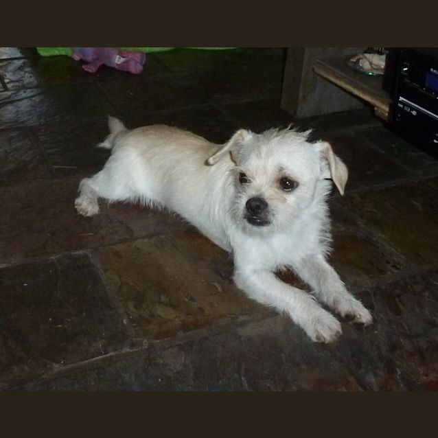Photo of Boo