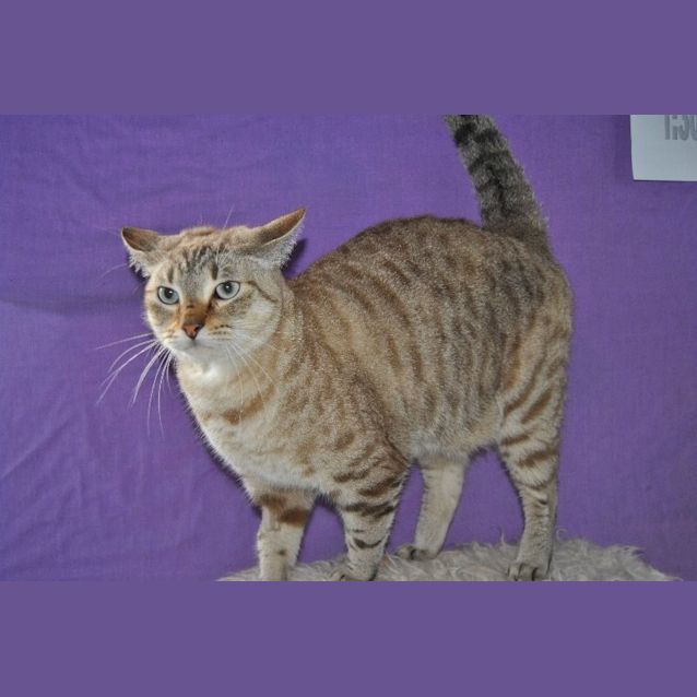 Photo of Sumo
